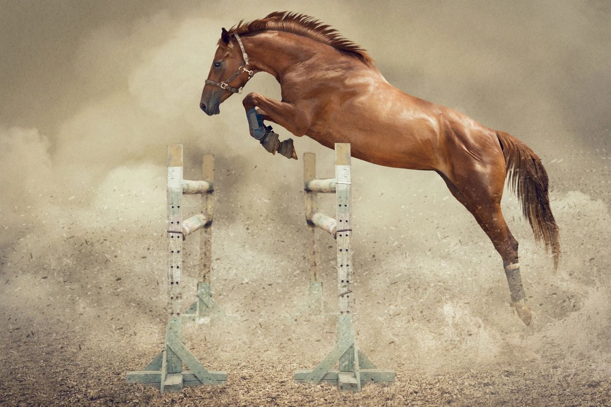 : TLC Equine Speed Show Fall Frenzy