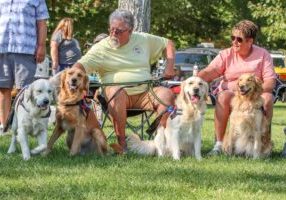 A humorous and affectionate heading for a picture of a man and his wife with their four Golden Retrievers, emphasizing the joy and slight chaos of having a big, furry family.
